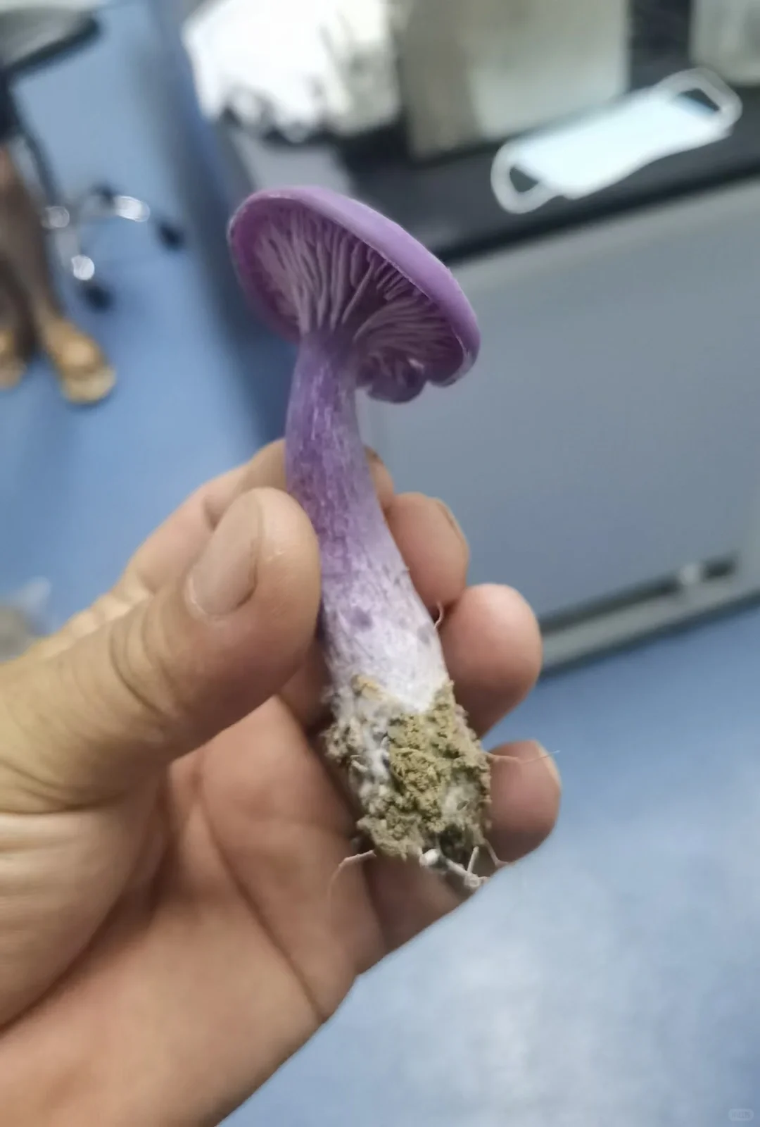 这些年种植菌类的心酸与苦辣,只有其中人懂