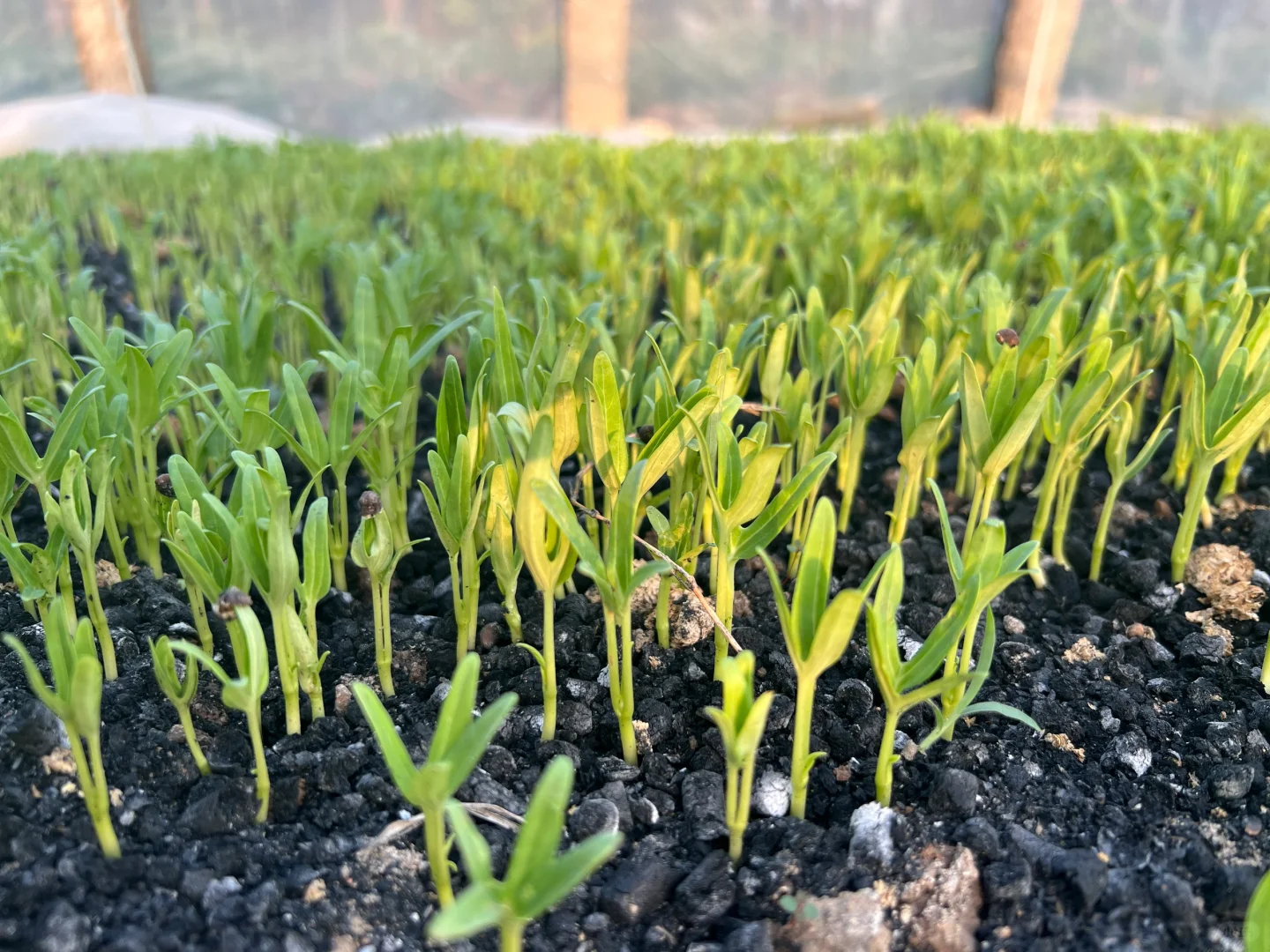 蔬菜大棚里的菜苗