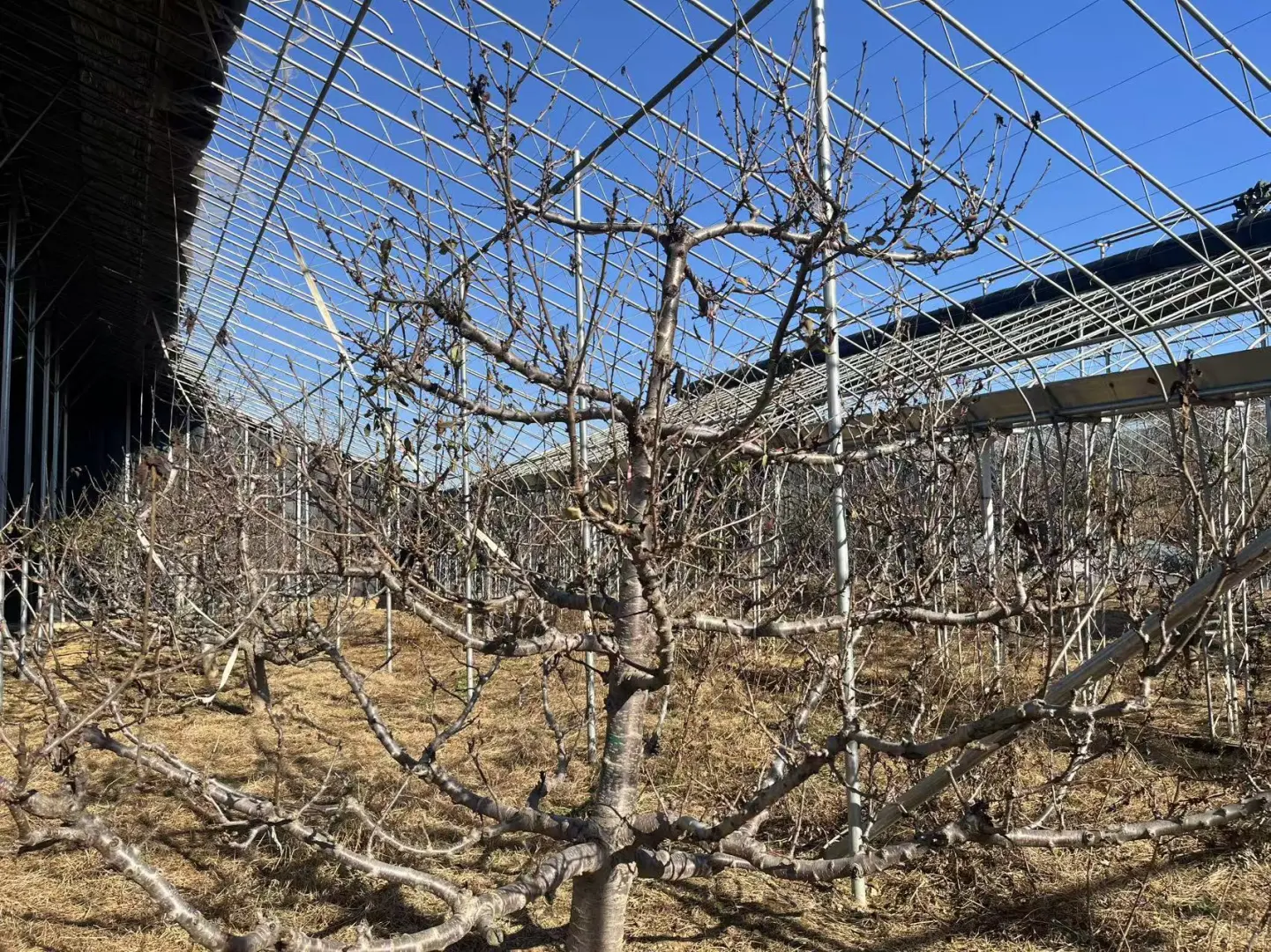 农业硕士返乡创业记录之中药材项目