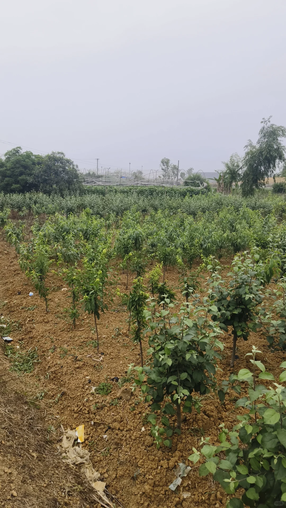 成都市龙泉驿区果树苗圃基地