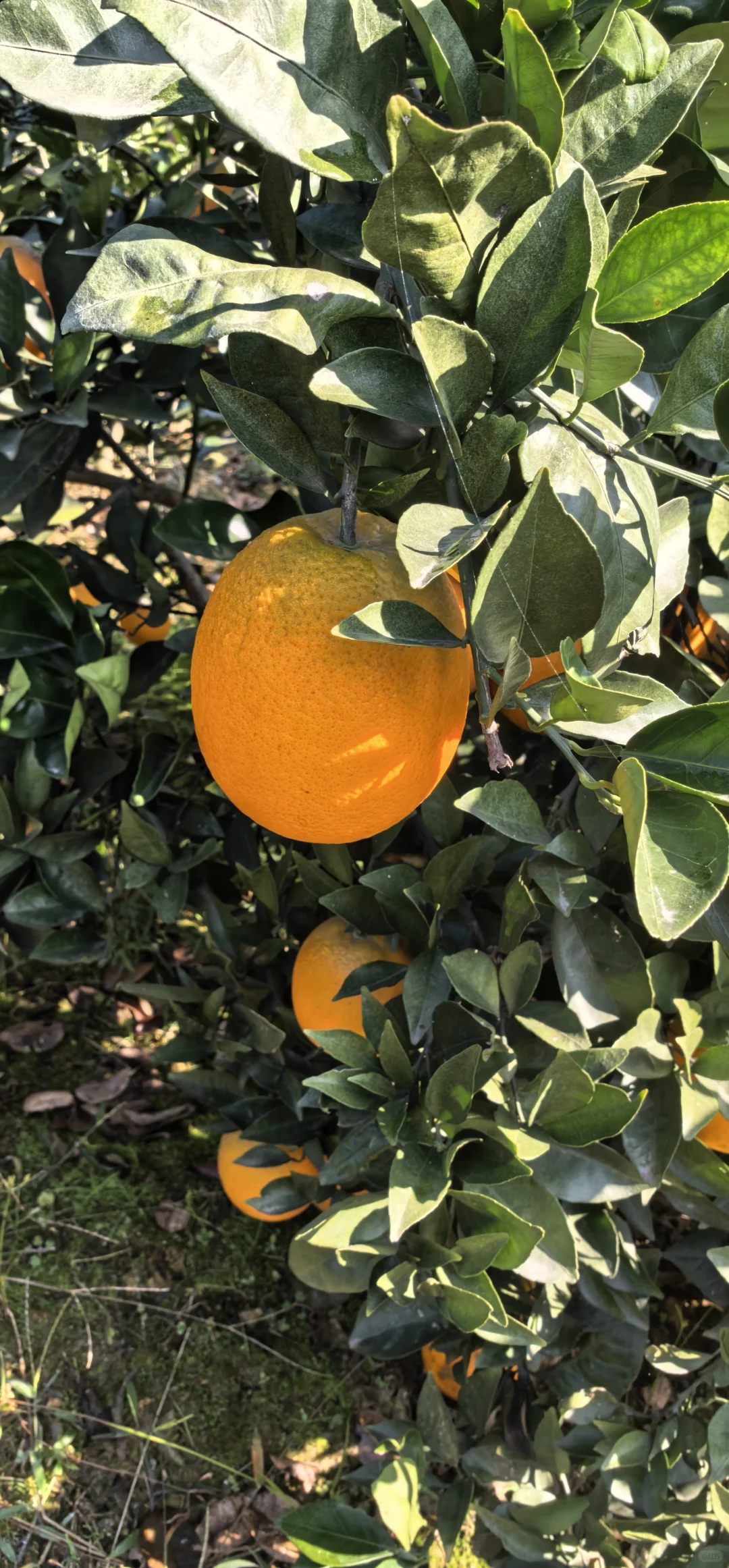 谁懂啊！农村老家的橙子熟的满山遍野都是