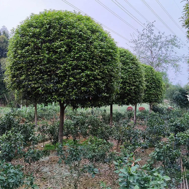 成都苗木基地 本地草花灌木批发，可施工