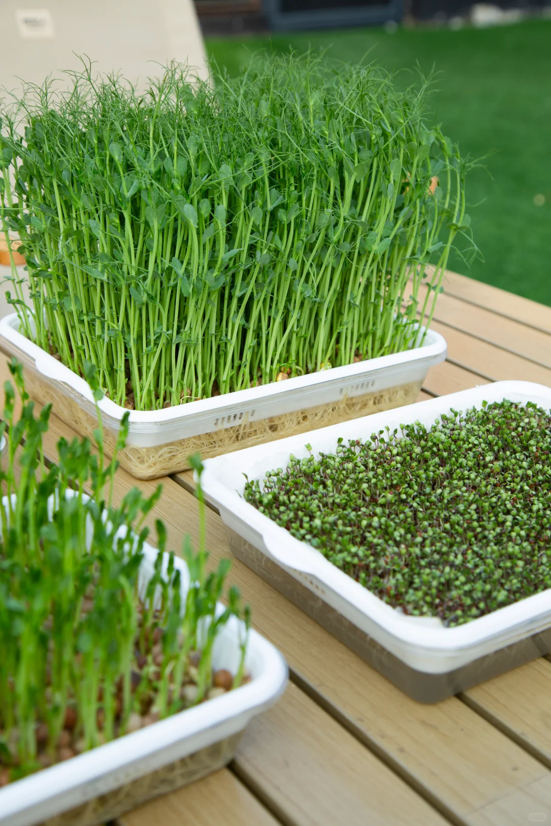 今天起，我家实现「有机蔬菜自由」