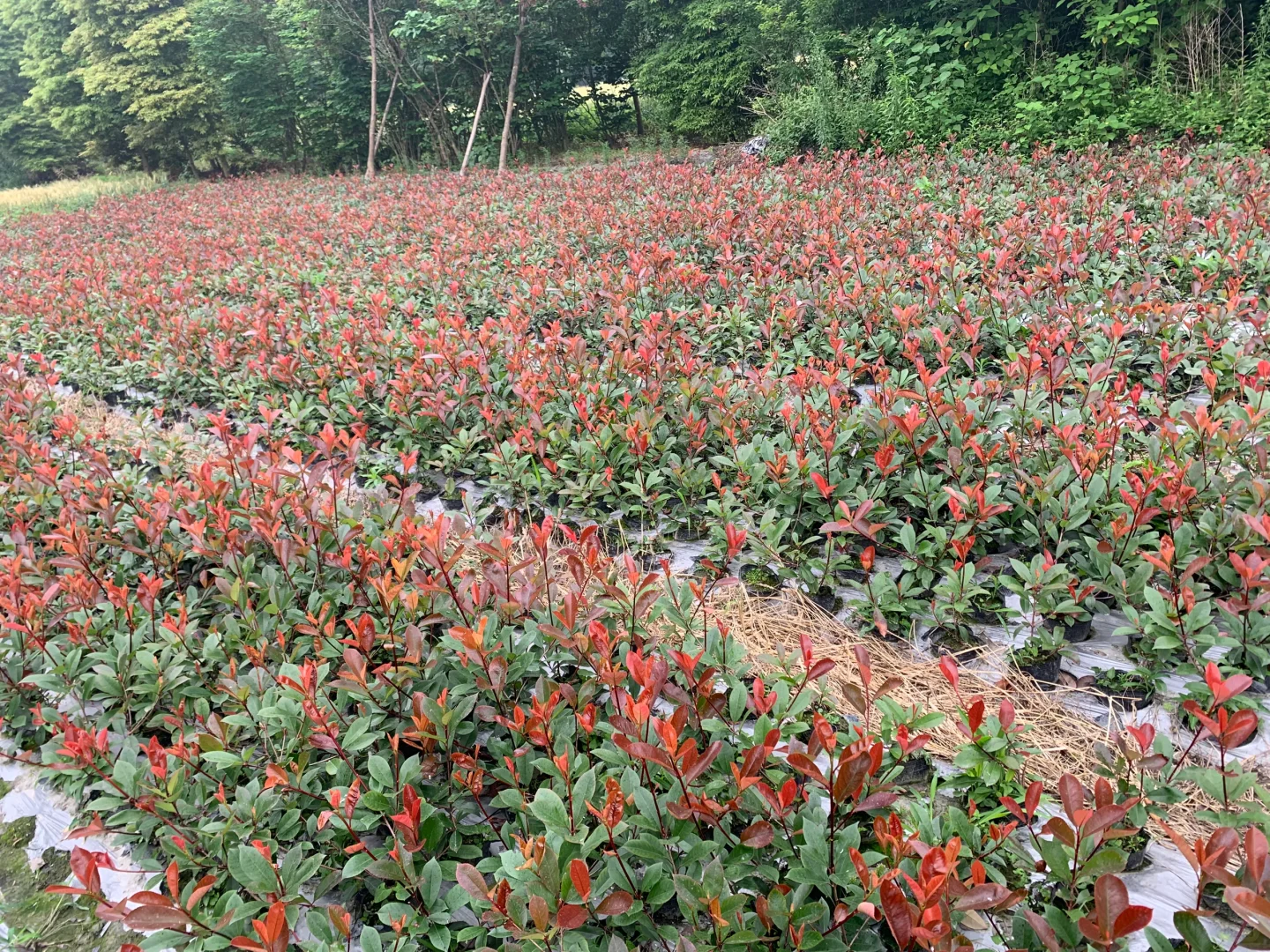 成都苗木基地 本地草花灌木批发，可施工