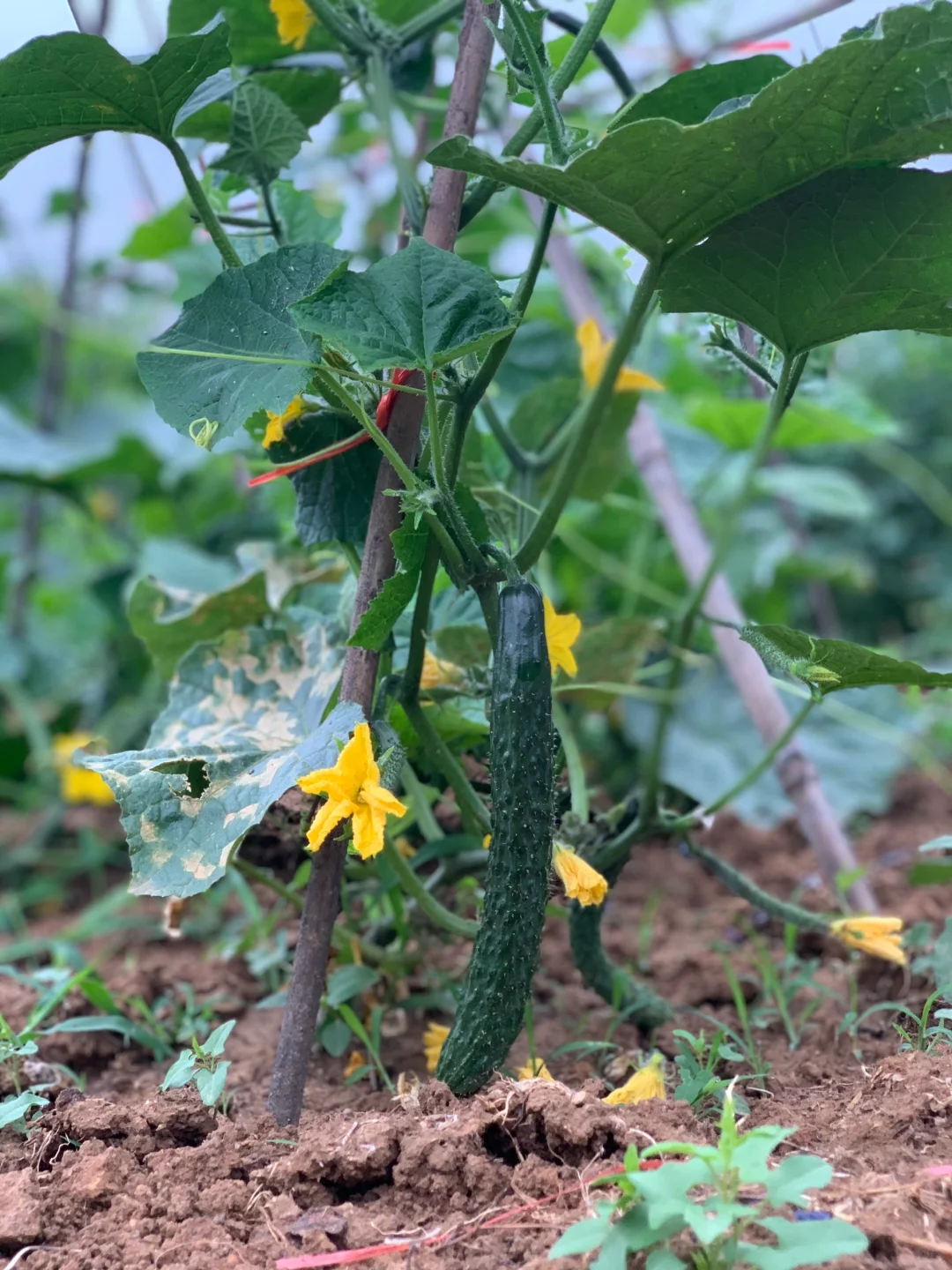 千万别信，卷不动就去乡下做农场