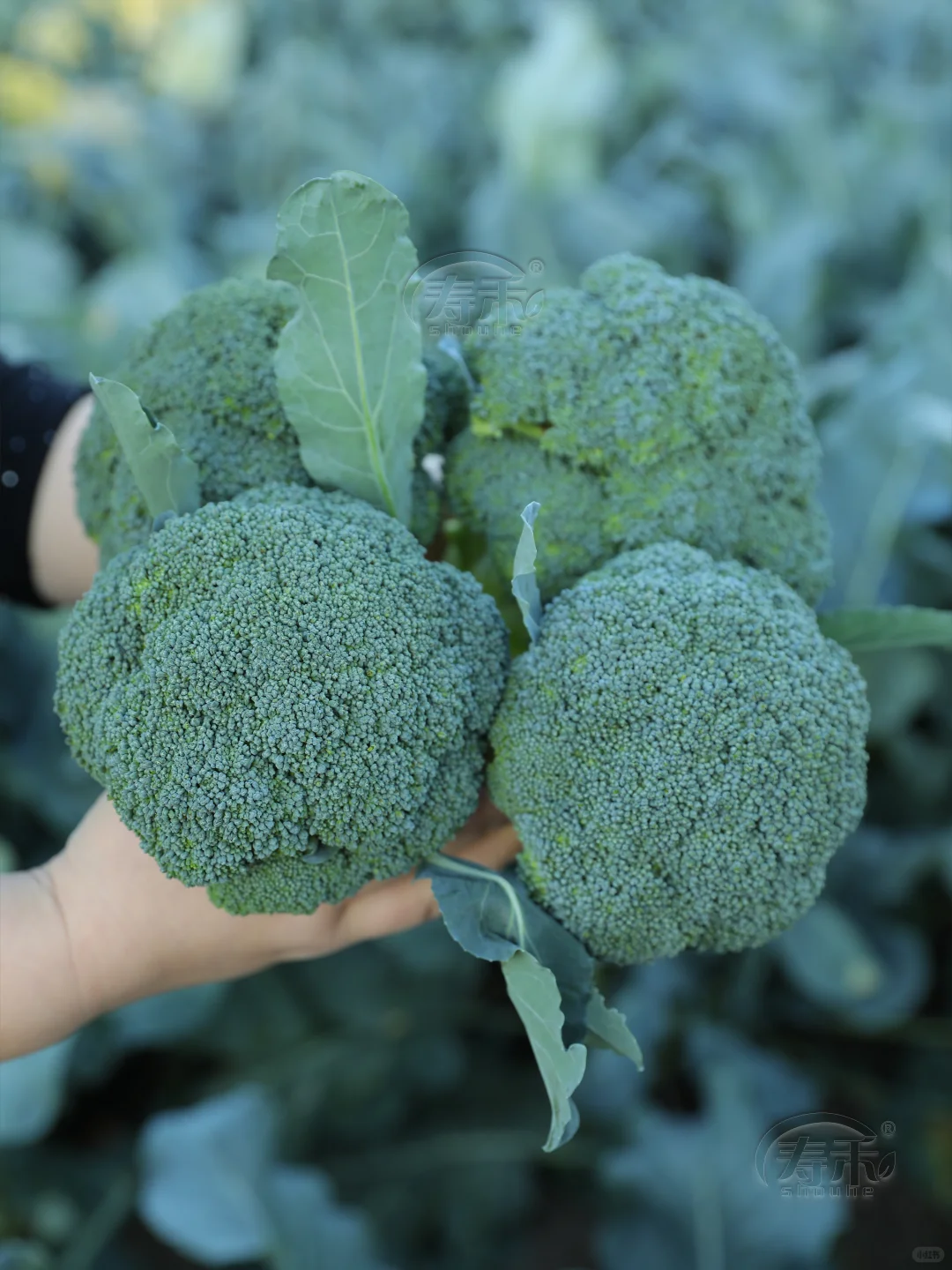 秋播蔬菜正当时，这些秋冬蔬菜抓紧种！