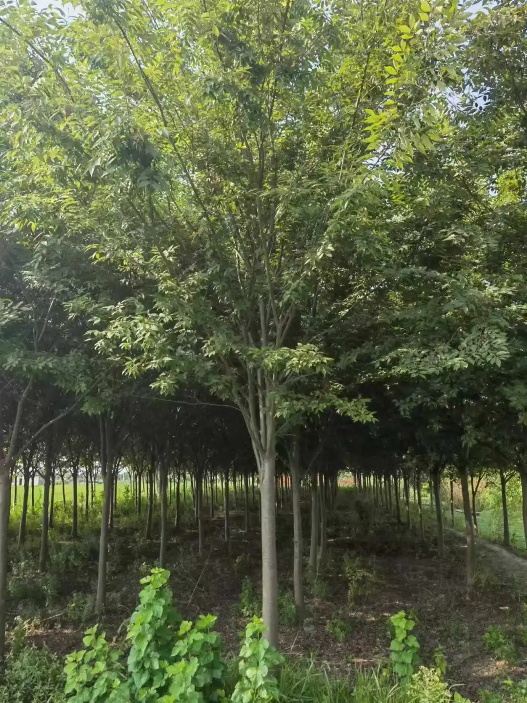 自家红榉树退林还耕急处理，价格实惠！