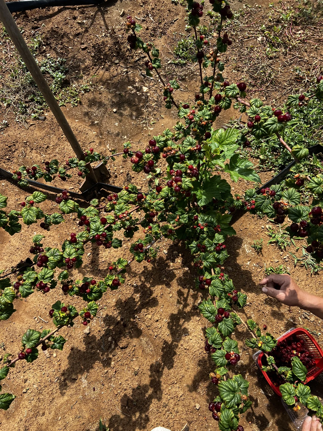 这苗子太懂事了 根根挂满啊 对版红梅树莓苗