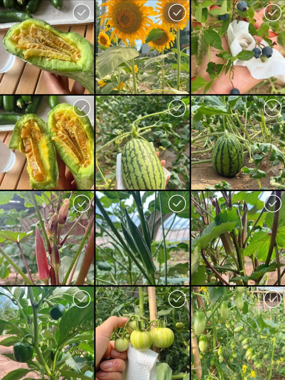 为什么真正有机种植的蔬菜那么贵，值得吃吗