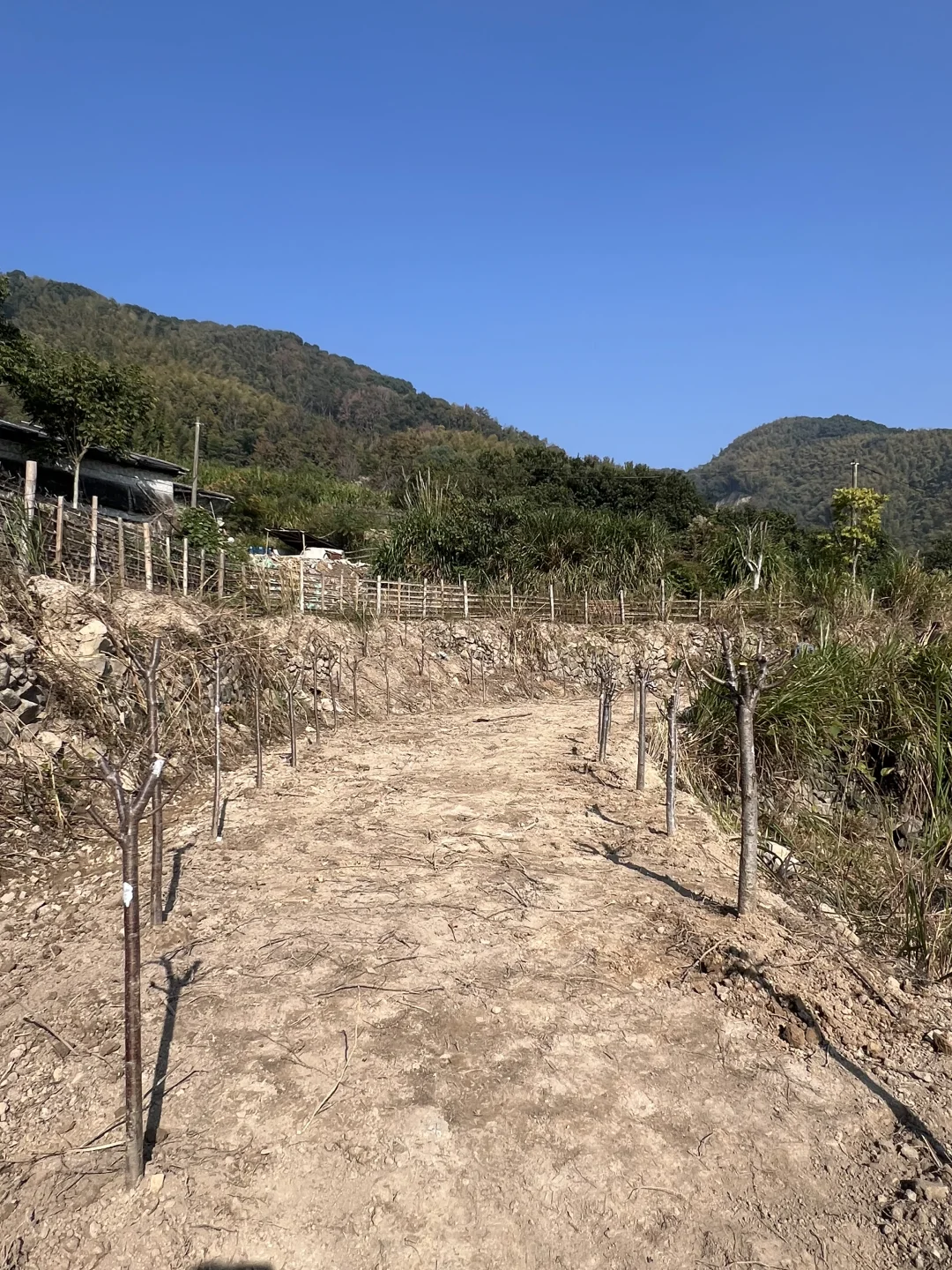 两百株樱花苗木进场