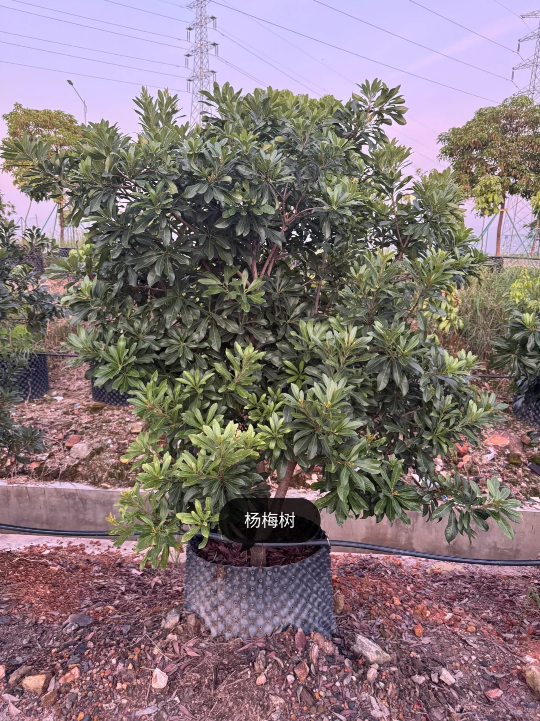 绿化树苗木园林