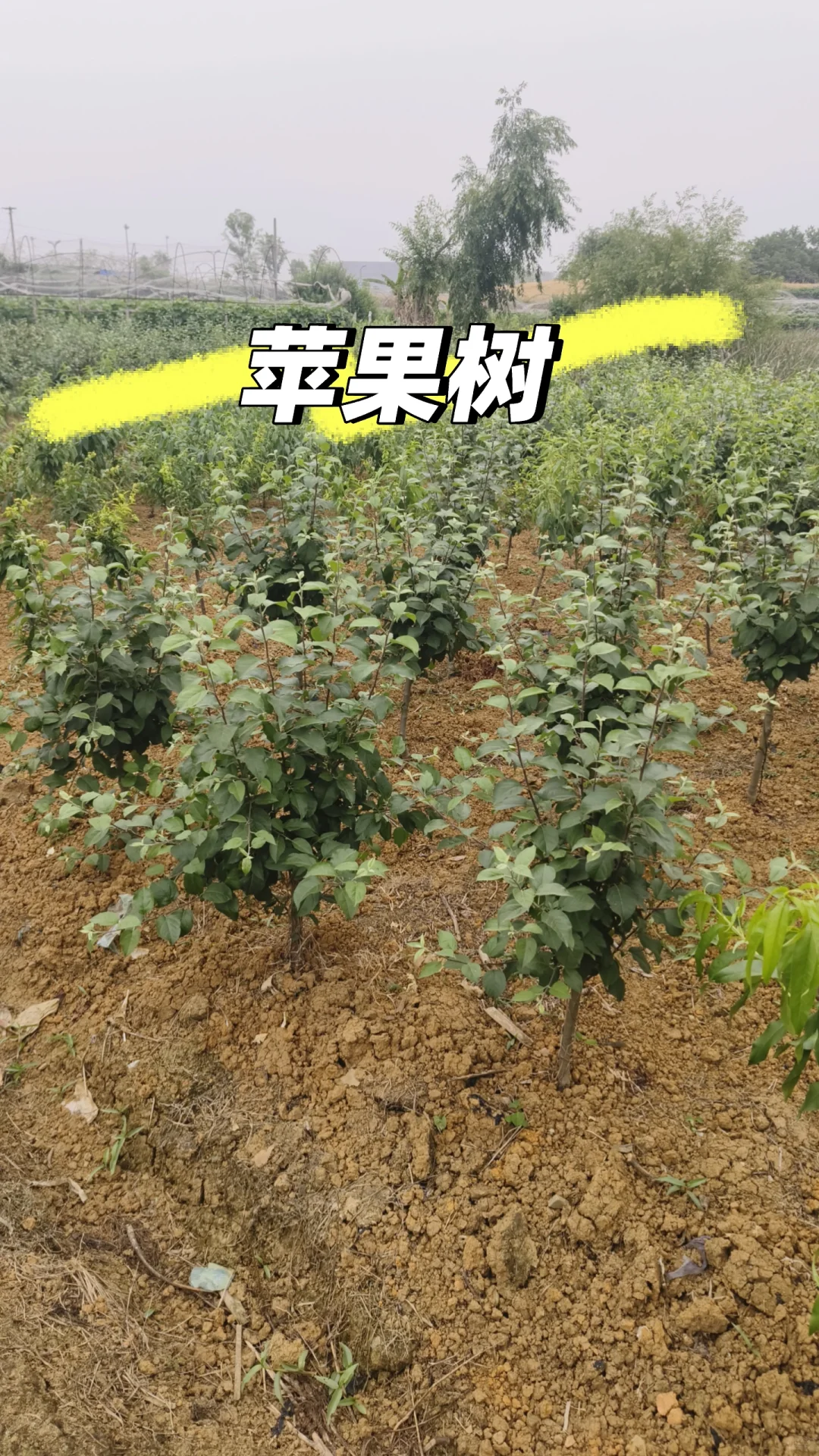 成都市龙泉驿区果树苗圃基地