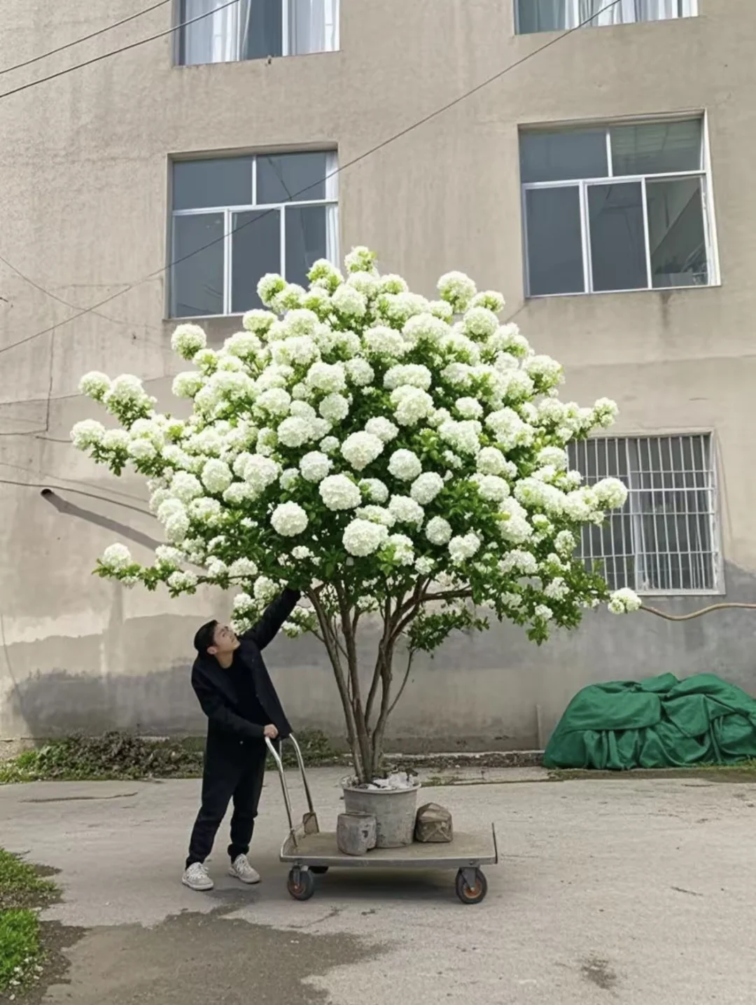 木绣球古树地景，最好的资源