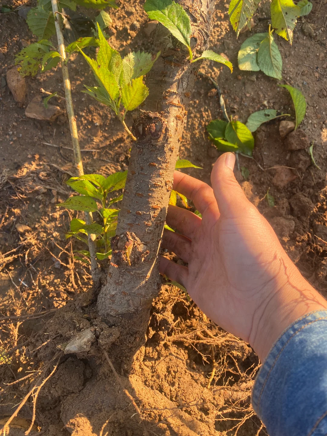 五公分左右的小樱桃树今早挖几棵。