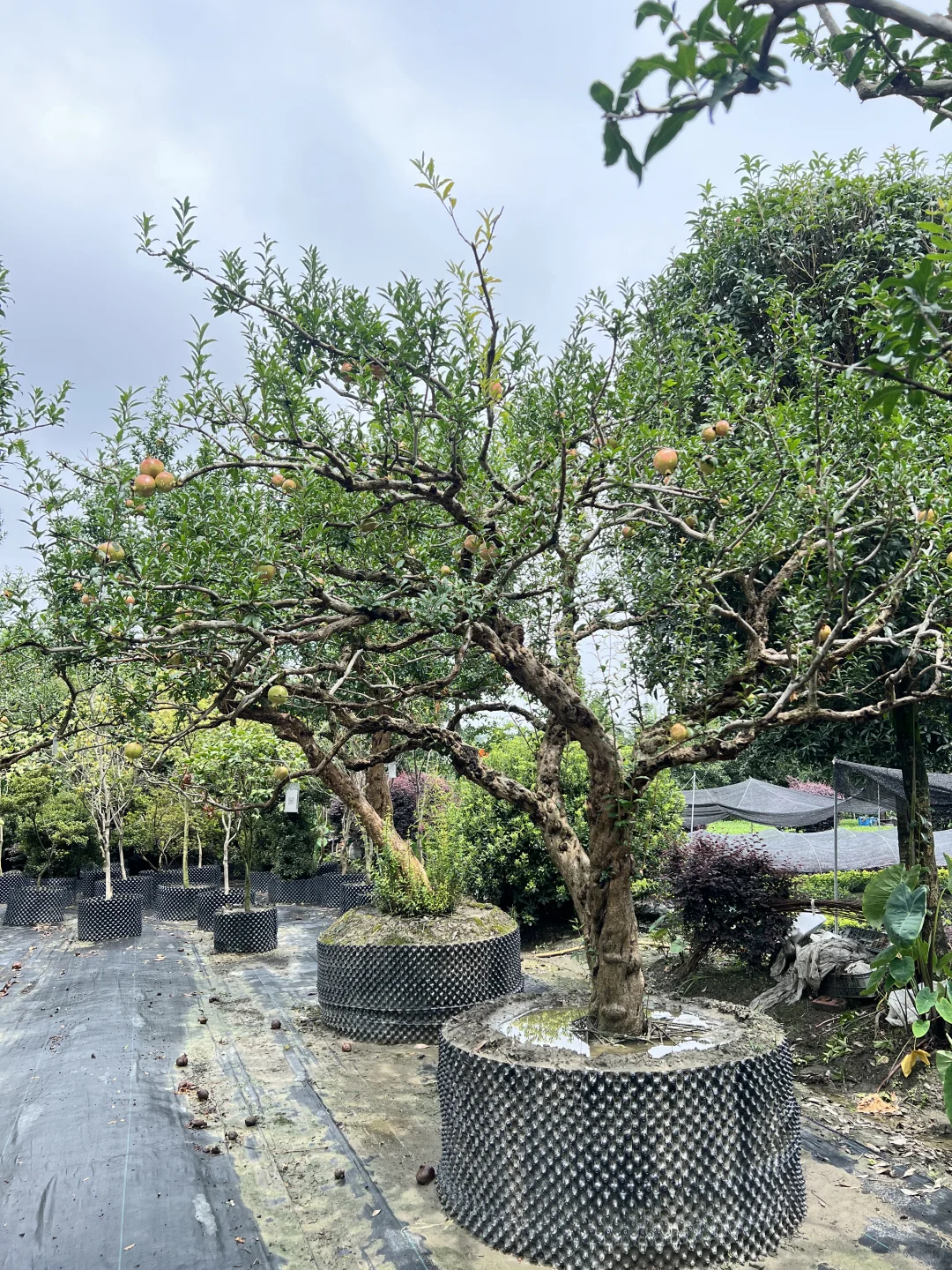 又到了吃石榴的季节了