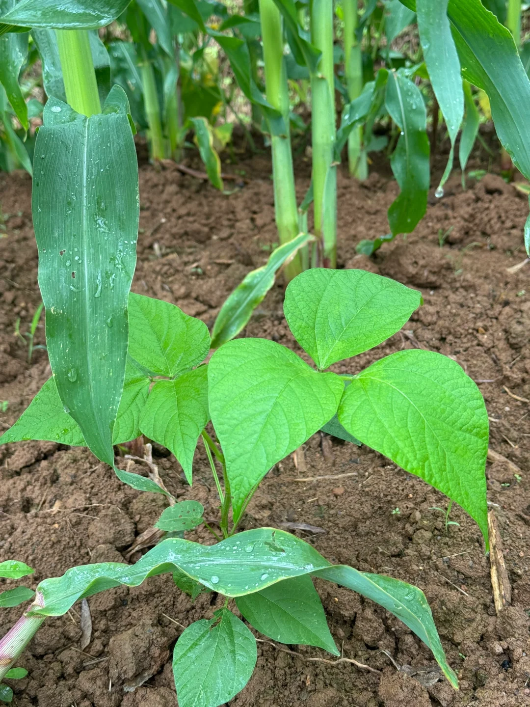 瓜果蔬菜的幼崽版本，太可爱了?
