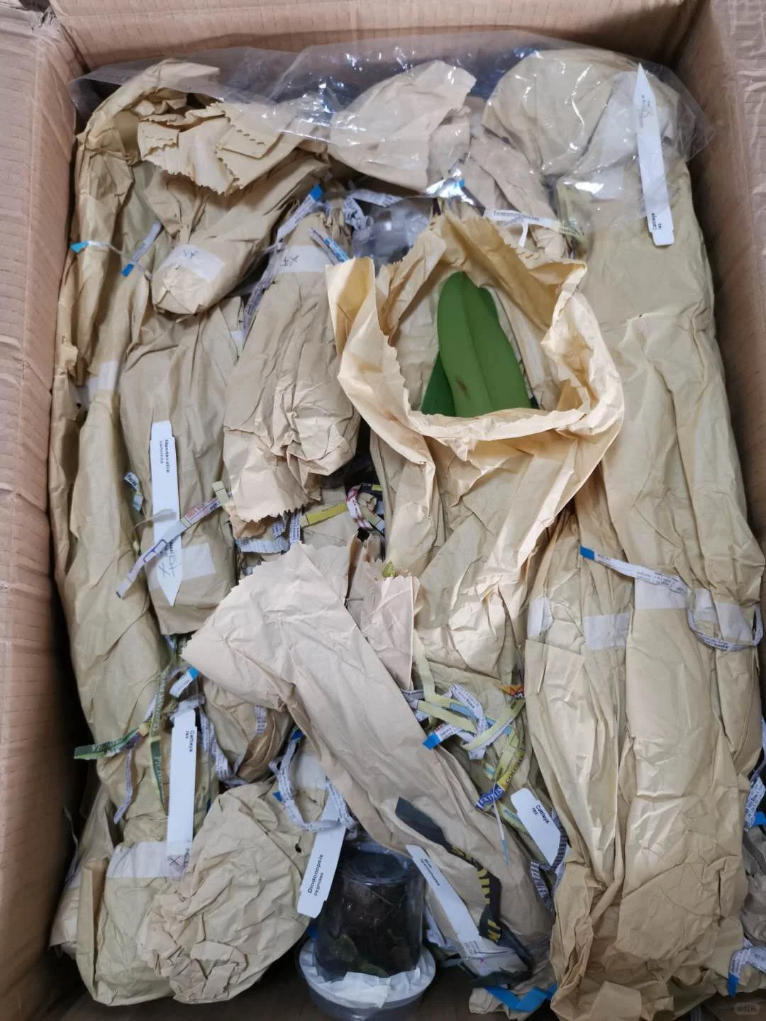 国外蔬菜种子无单证进口