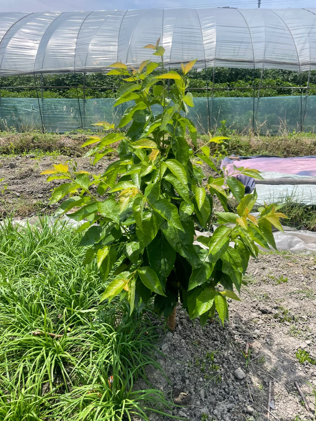 去年冬天买的果树苗都长大了