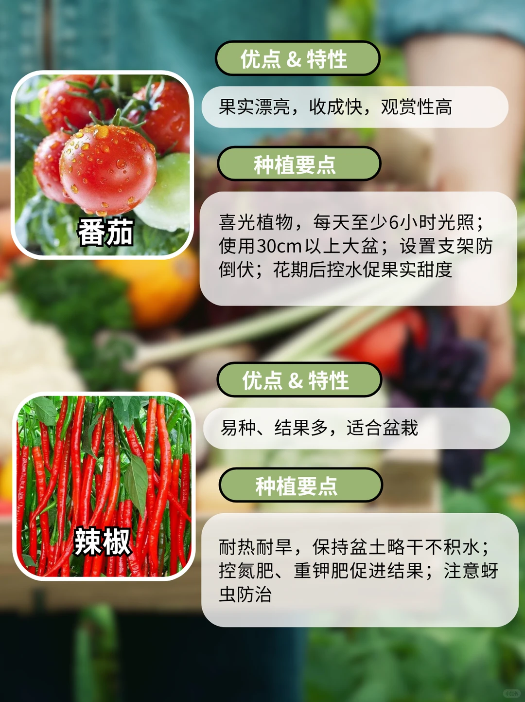 这9种阳台好养瓜果蔬菜，别错过啦~