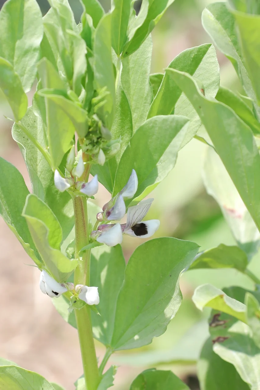 看看菜园子里面有什么