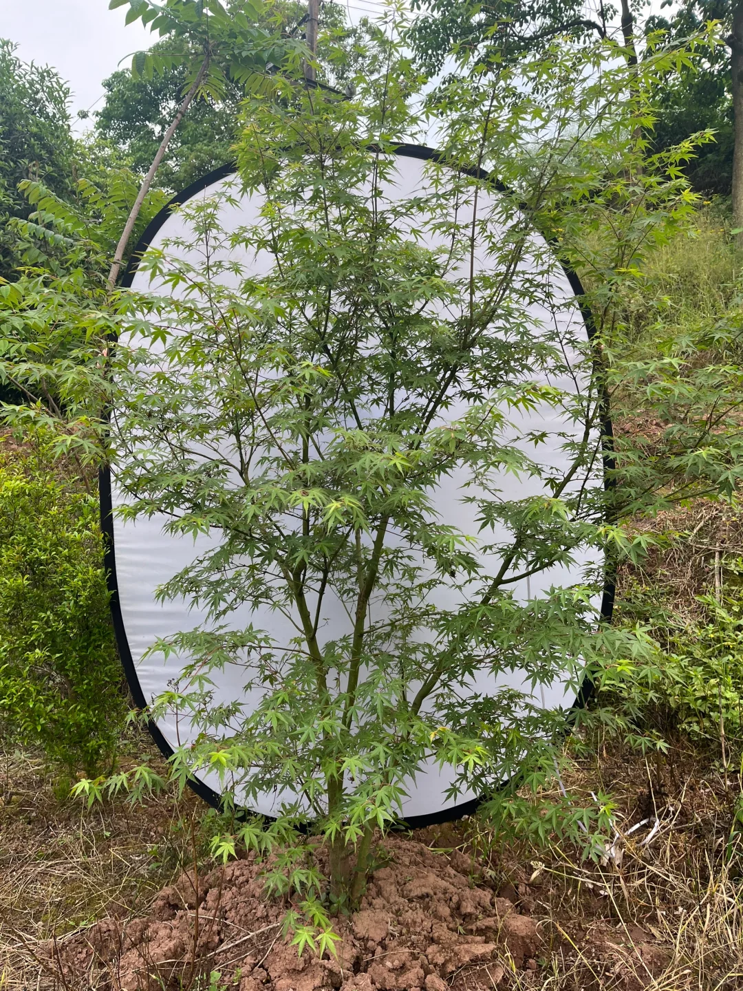 丛生鸡爪槭现状