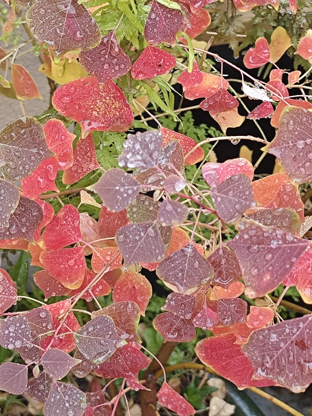 捡来的乌桕长大了