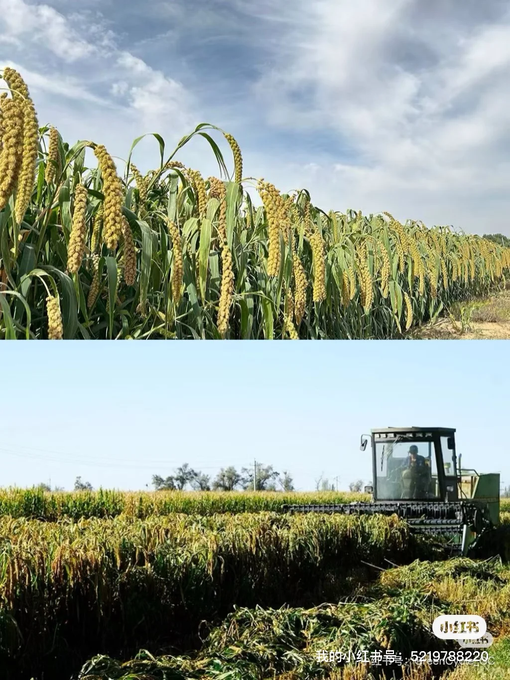 来循环市集吃来自沙漠的小米！