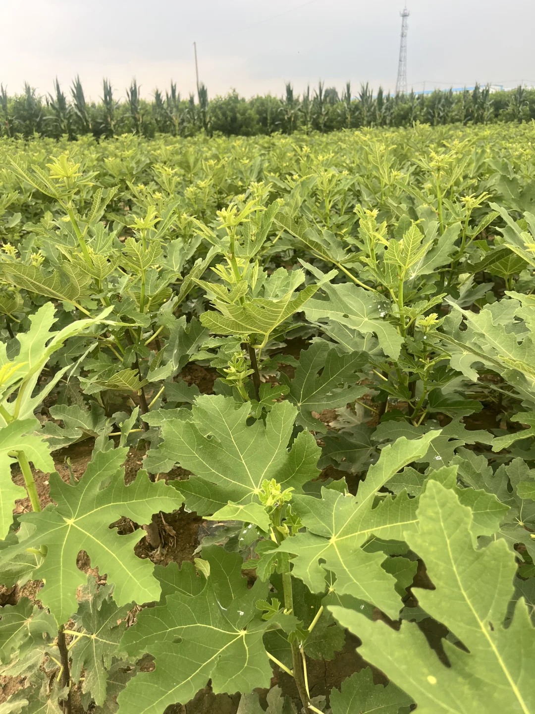 无花果树苗无花果苗