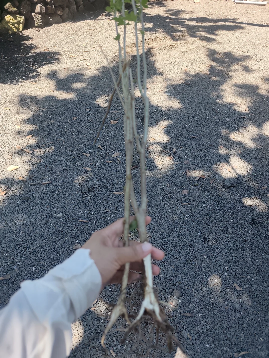 好气！新种的树苗又被小朋友拔断了