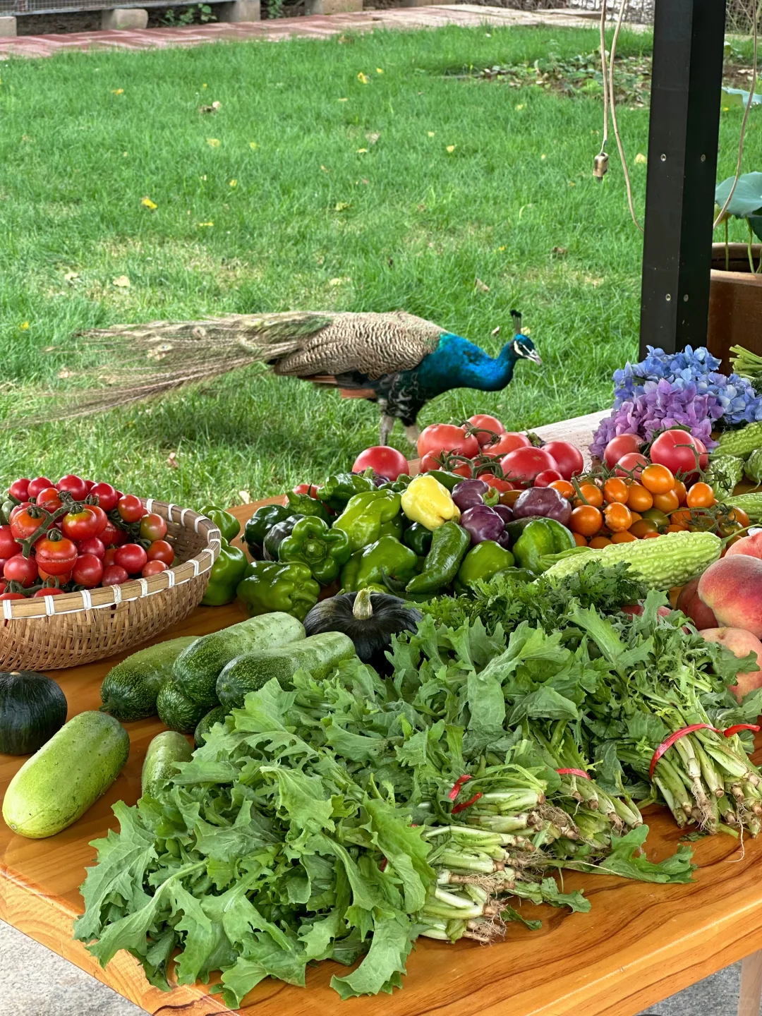 农场生活｜一不小心实现了蔬菜自由！