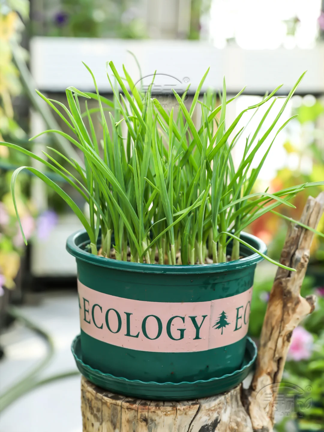 11月种这”越冬四宝”菜，阳台菜园绿意盎然