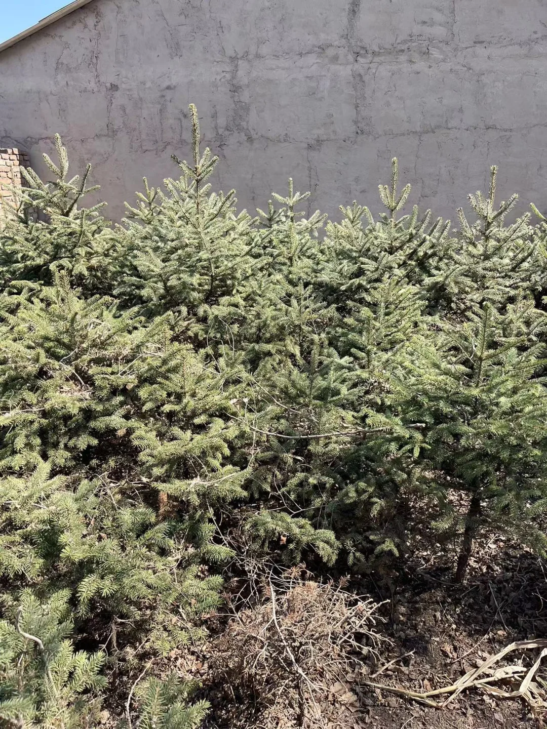 大量出售云杉树1.2米左右 5000颗吉林省