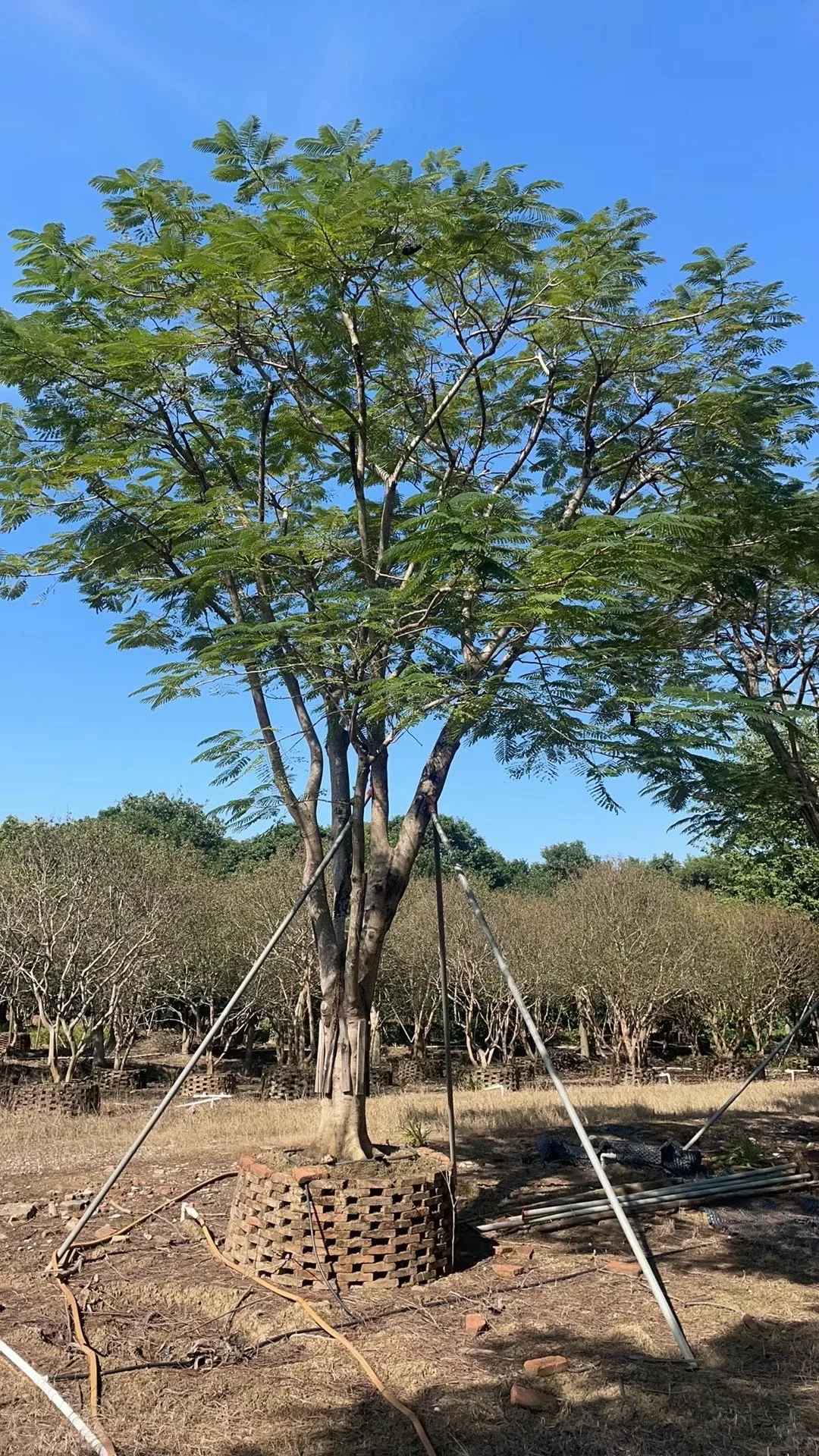 ?【中山园林树苗清仓大甩卖！捡漏速来！！！】