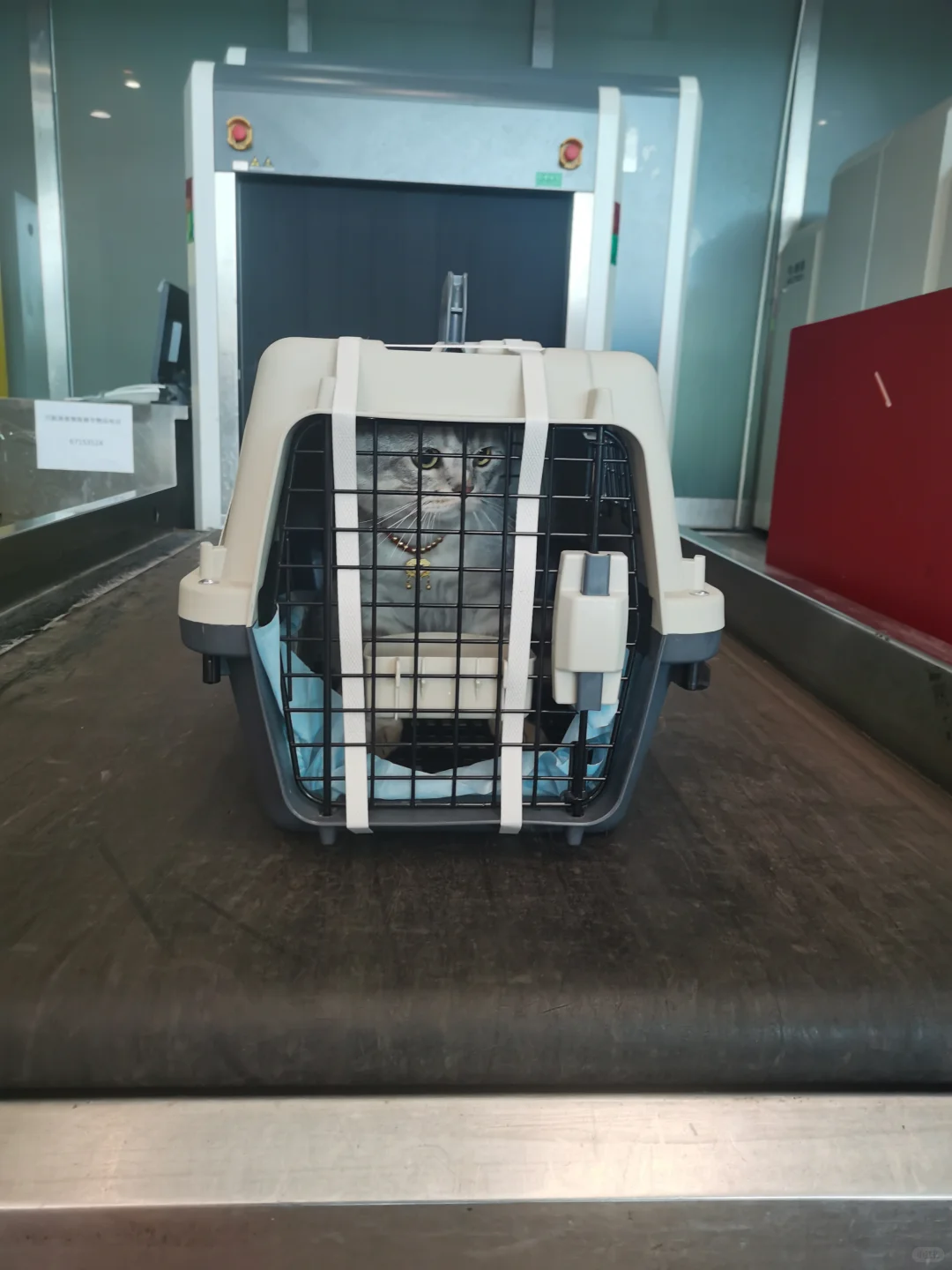 猫猫1500公里跨越保姆级攻略来咯！（1）