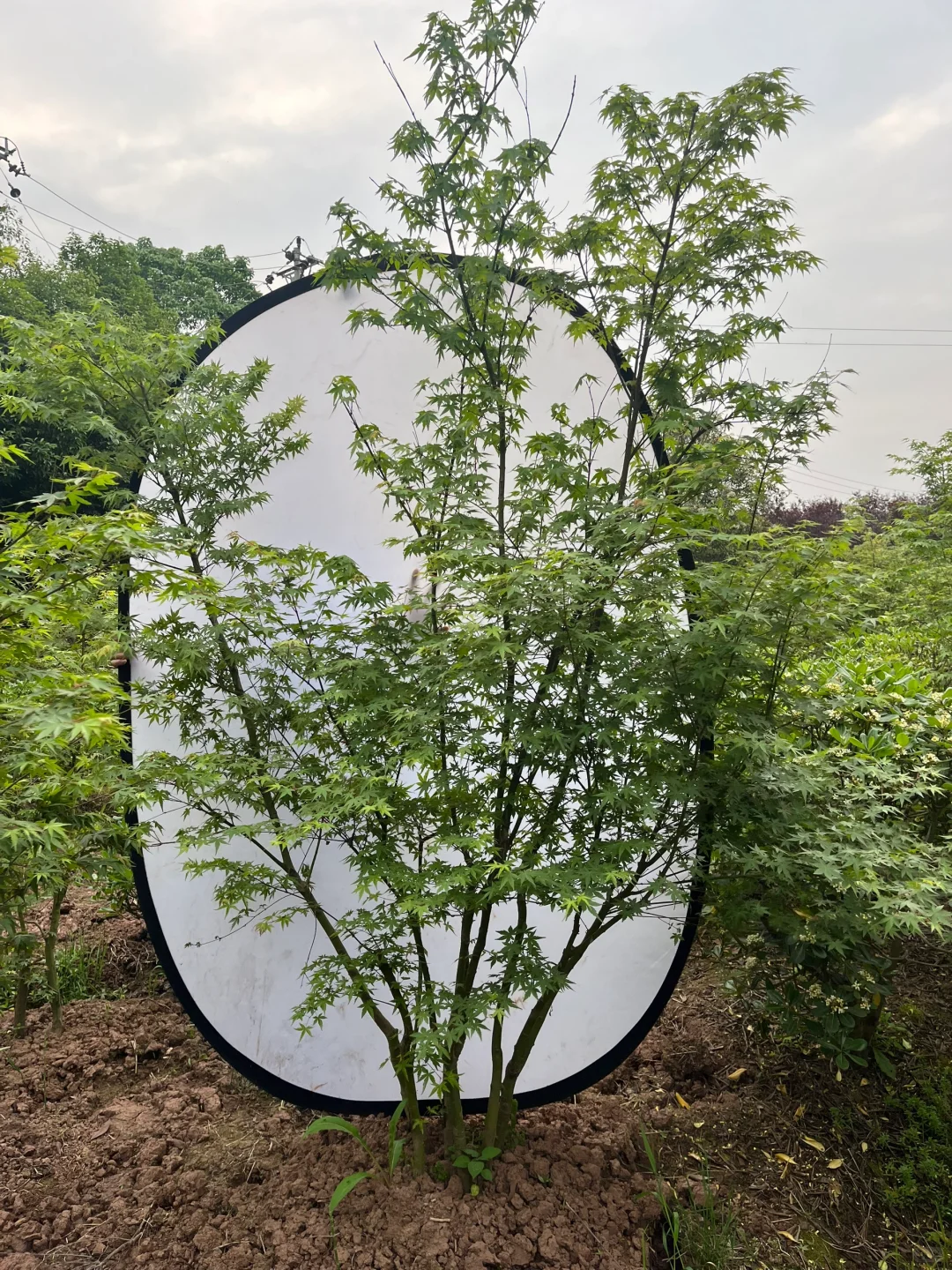 丛生鸡爪槭现状