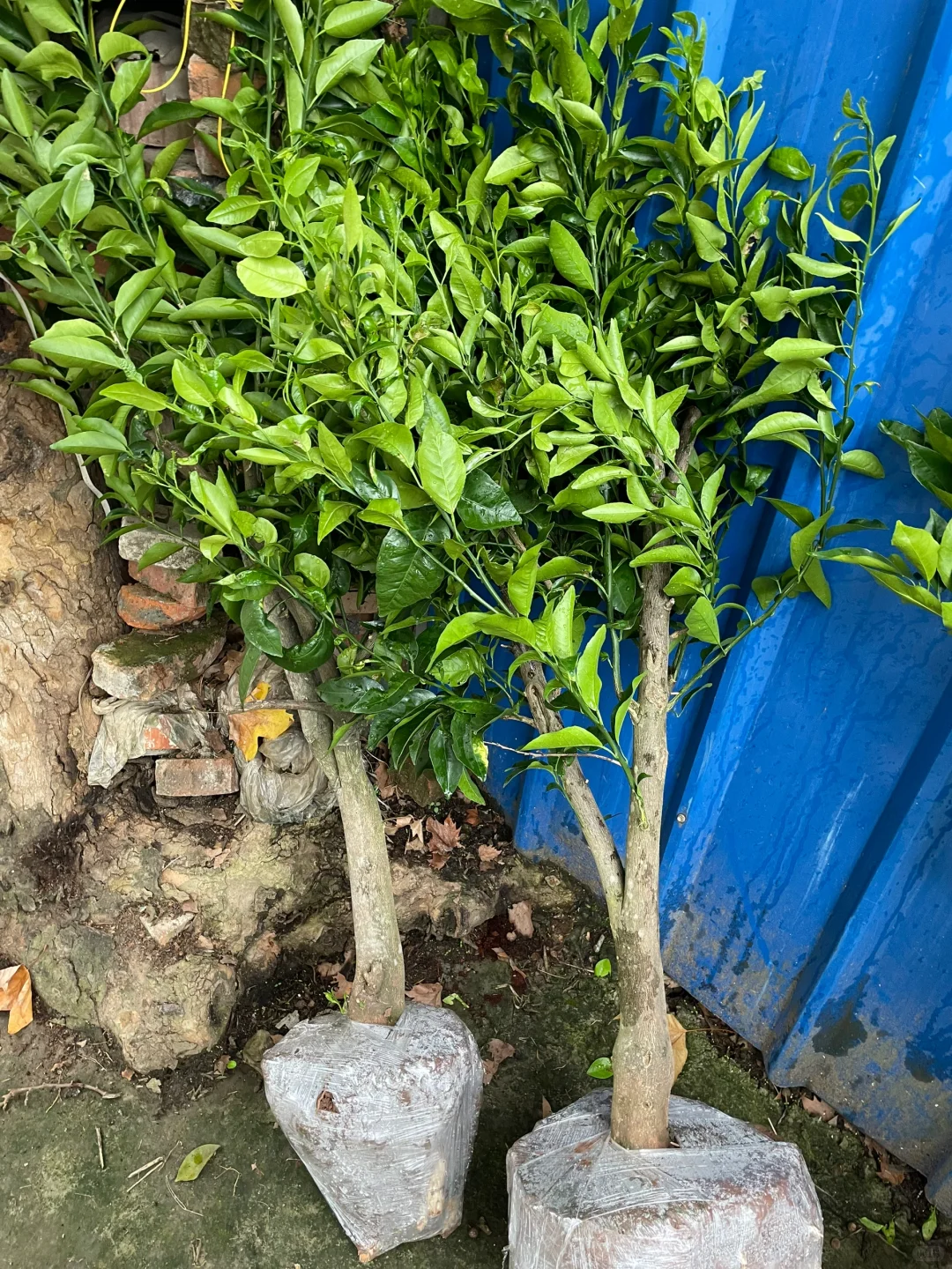 树形漂亮的沃柑树苗