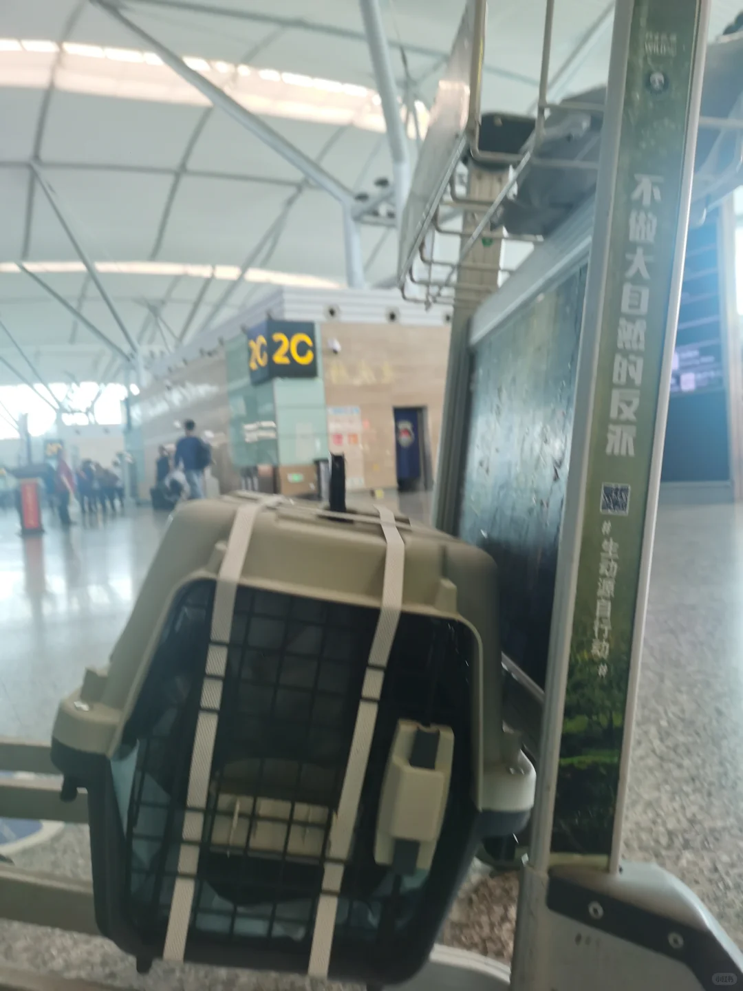 猫猫1500公里跨越保姆级攻略来咯！（1）