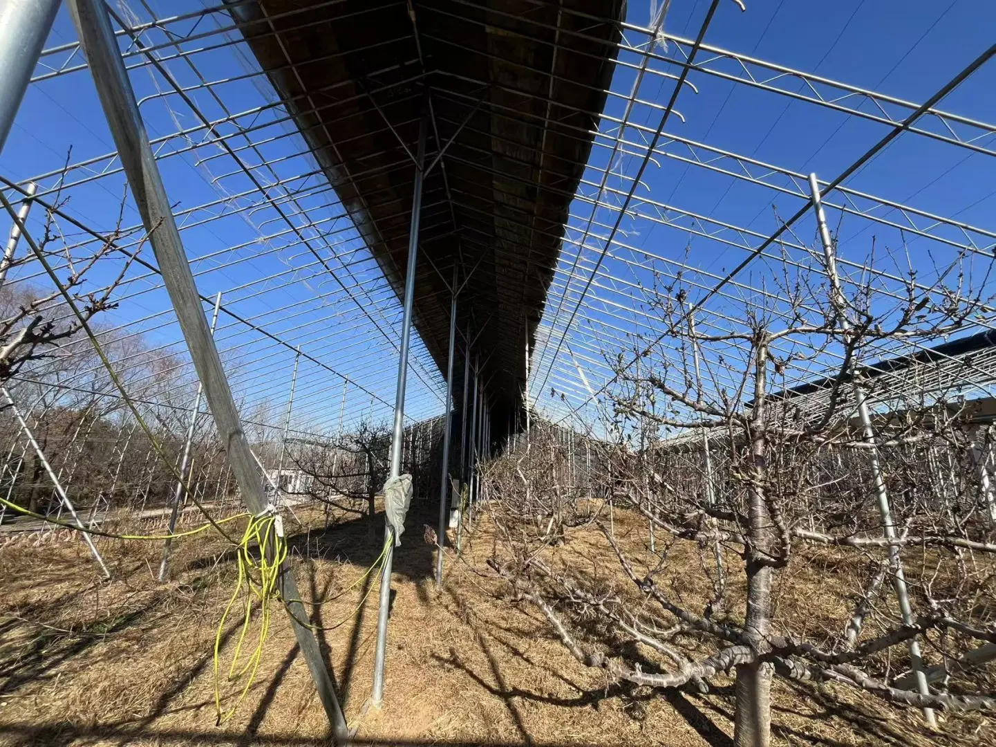 农业硕士返乡创业记录之中药材项目