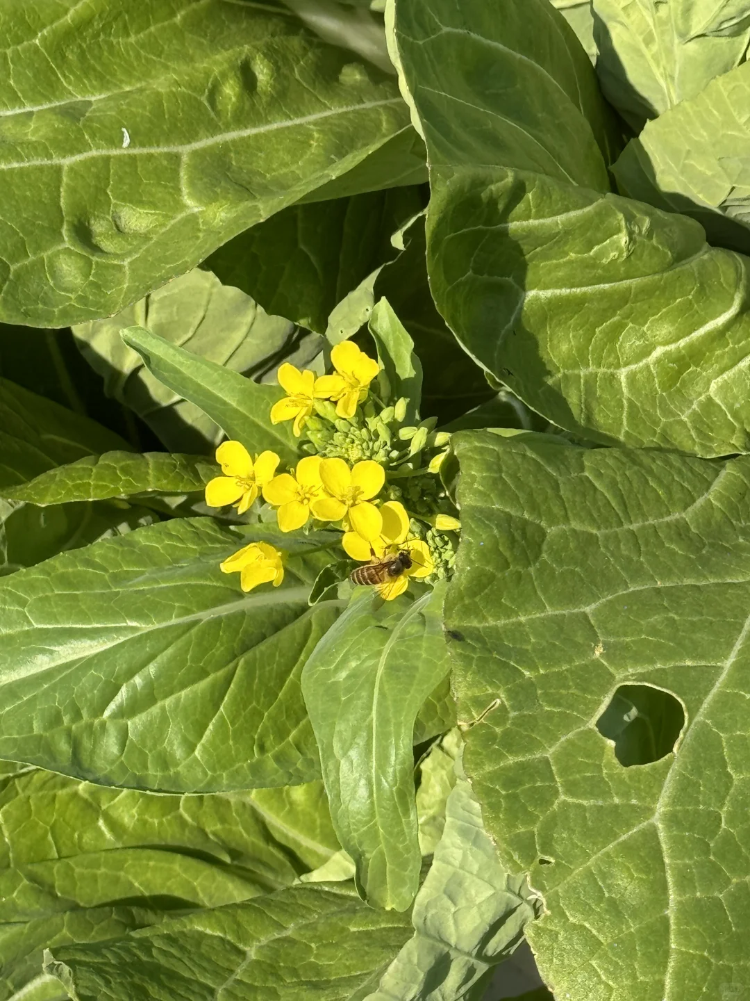 历经两个月从小菜苗到采收大家看我种的如何