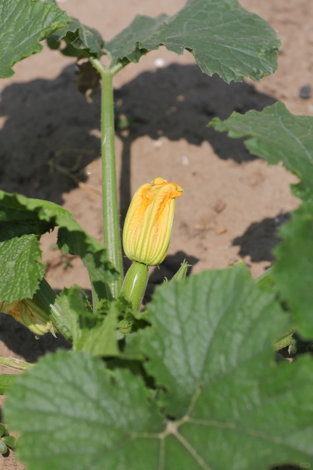 看看菜园子里面有什么