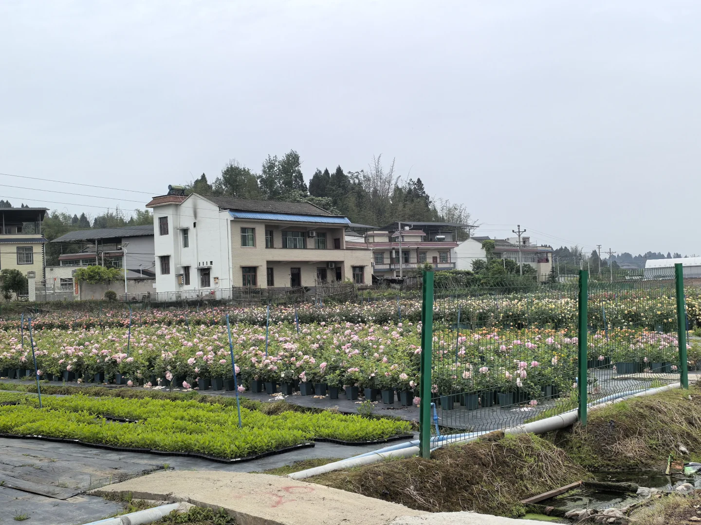 各种绣球、月季