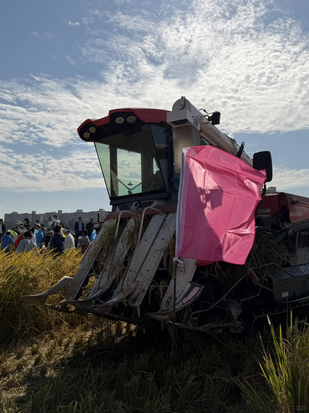 ? 晚稻割禾，又见久保田