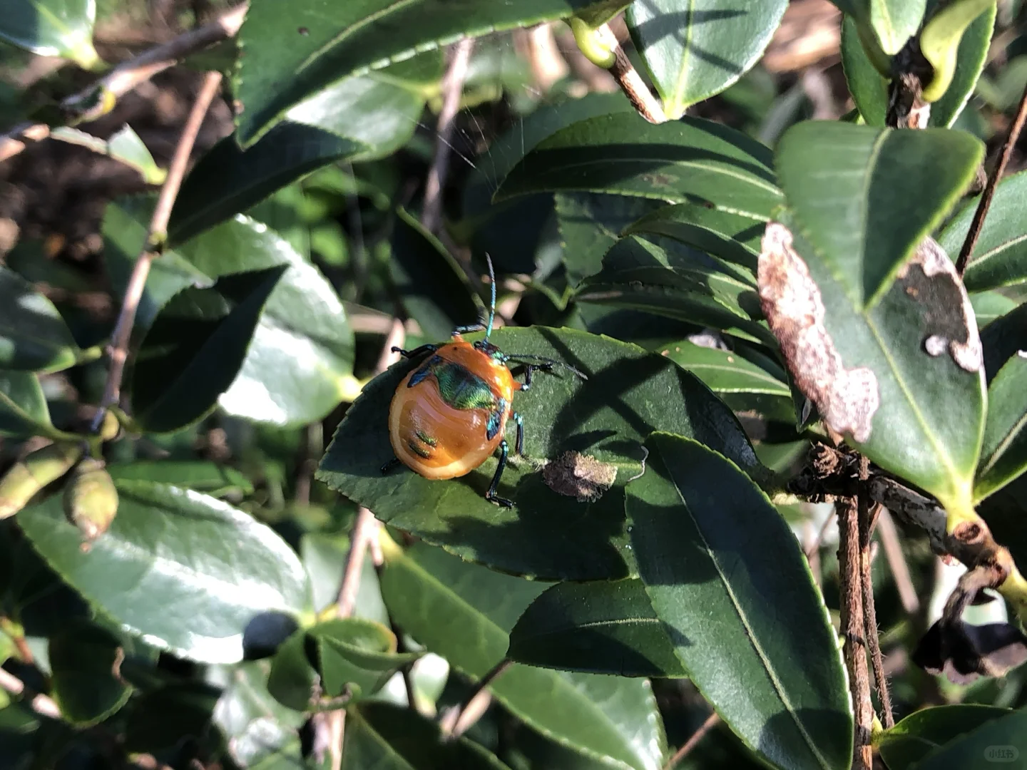 朋友预言成功，我爸爸发财了，种成功油茶树