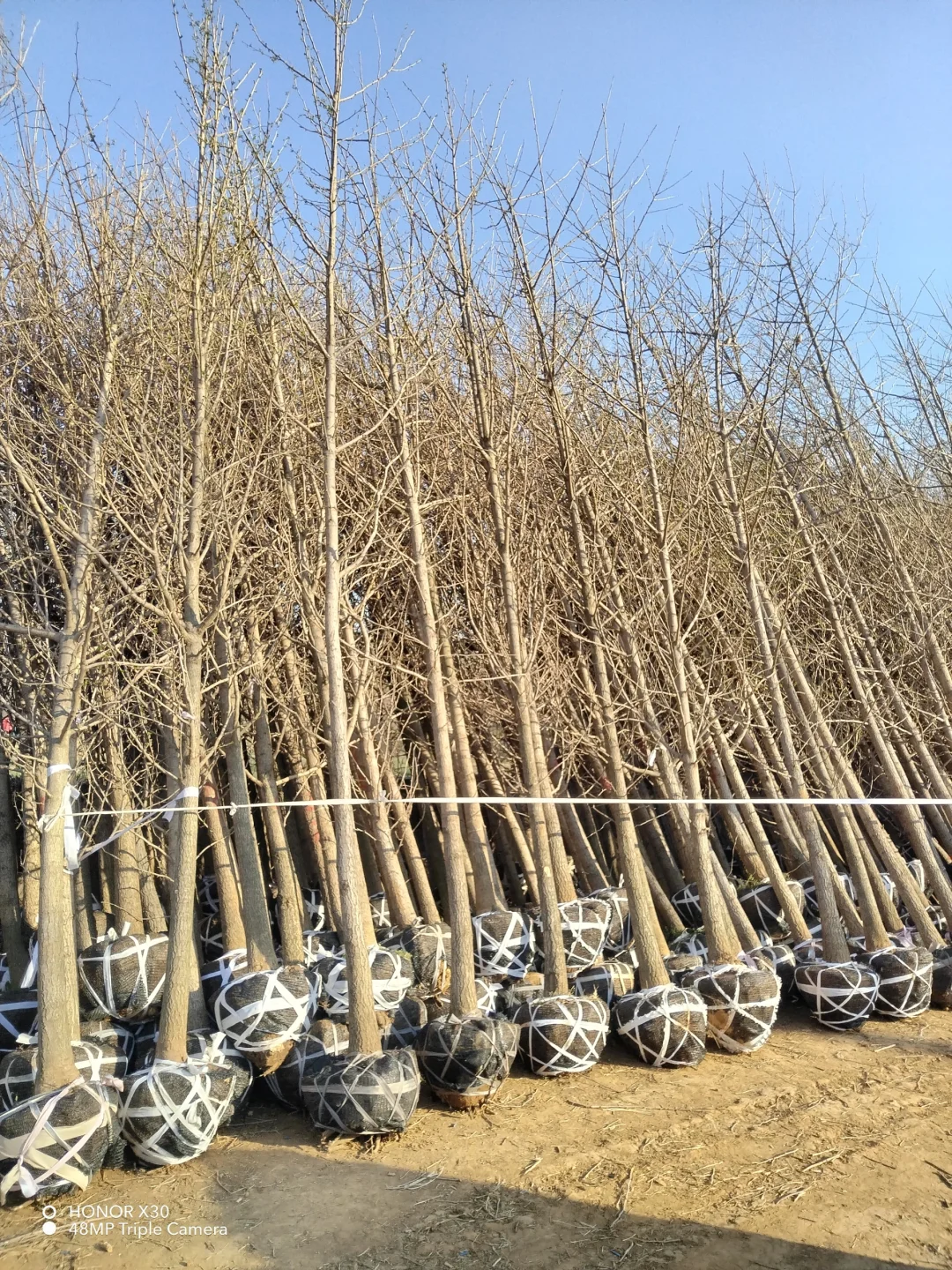 1--15公分银杏树