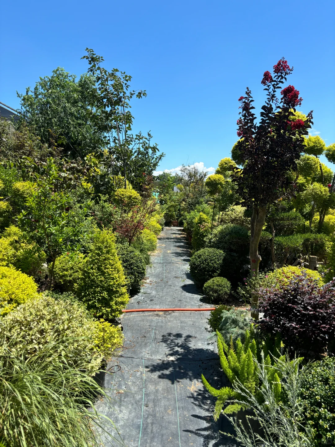 考察|藏在顺义的宝藏植物基地?