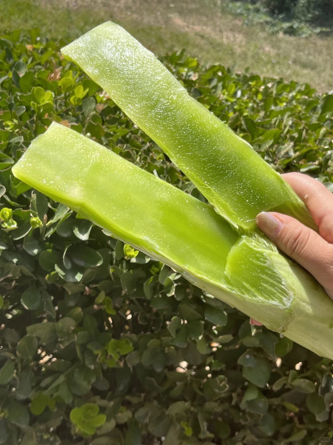 翠绿的莴笋真想让人啃一口！！