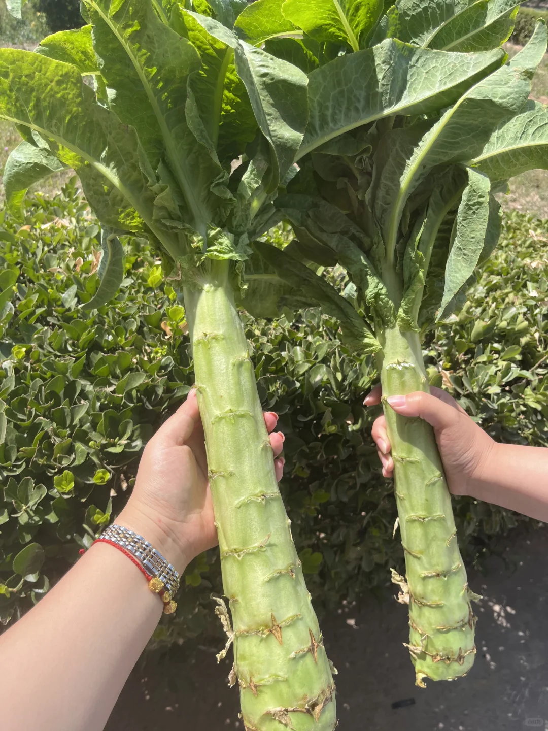 翠绿的莴笋真想让人啃一口！！