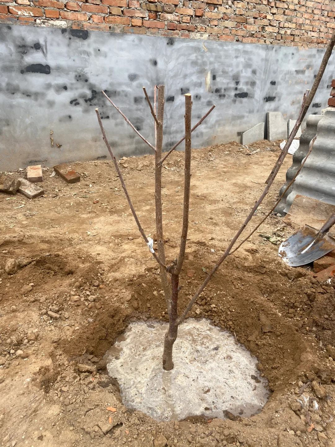 关于两颗樱桃树成长的故事?