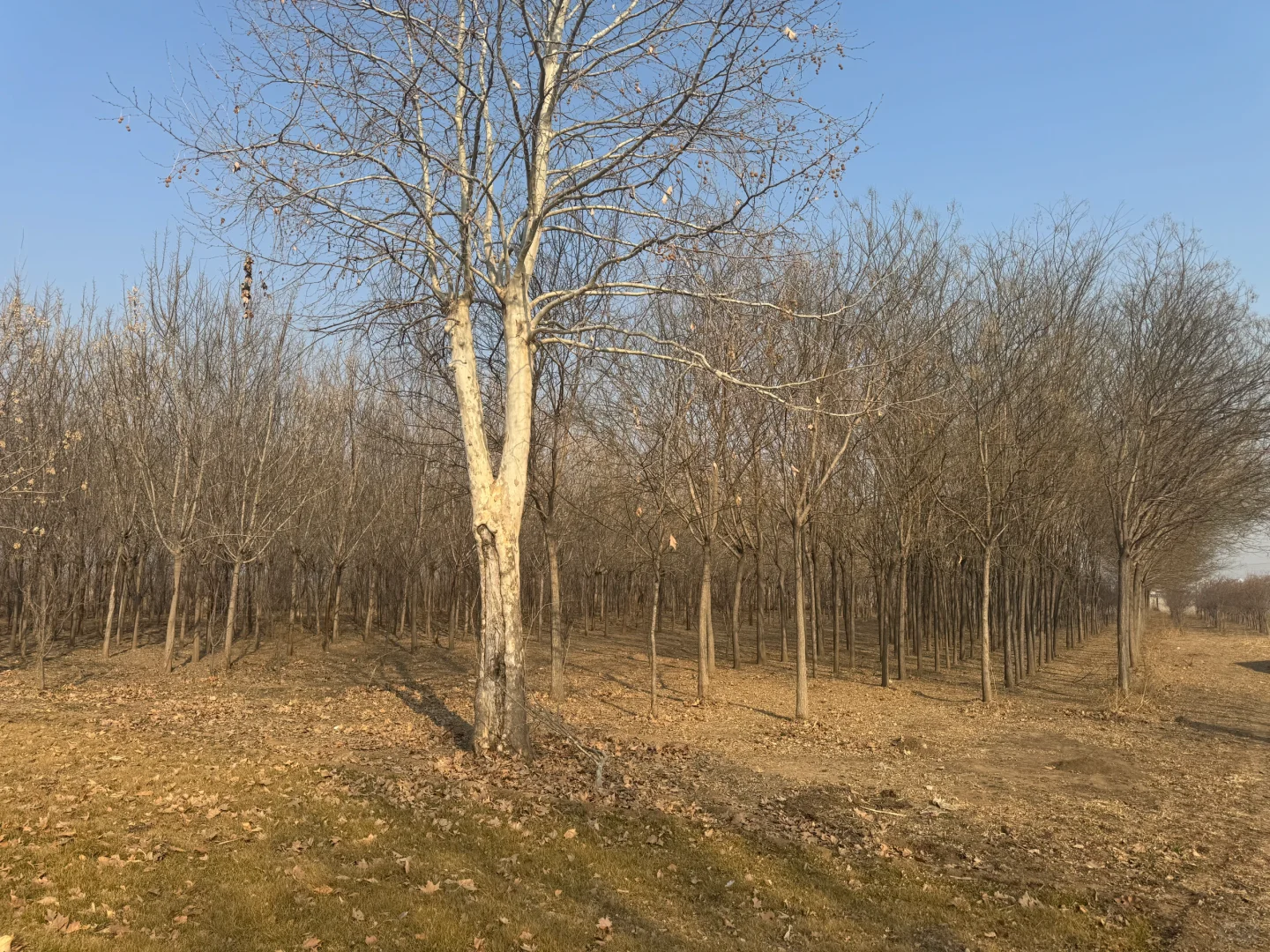 石家庄周边 家庭农场