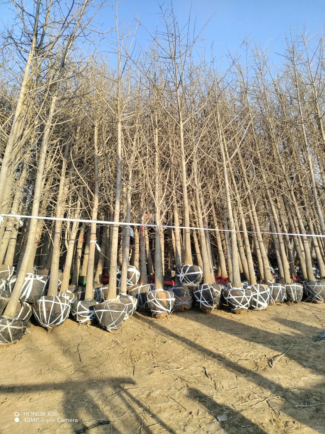 1--15公分银杏树